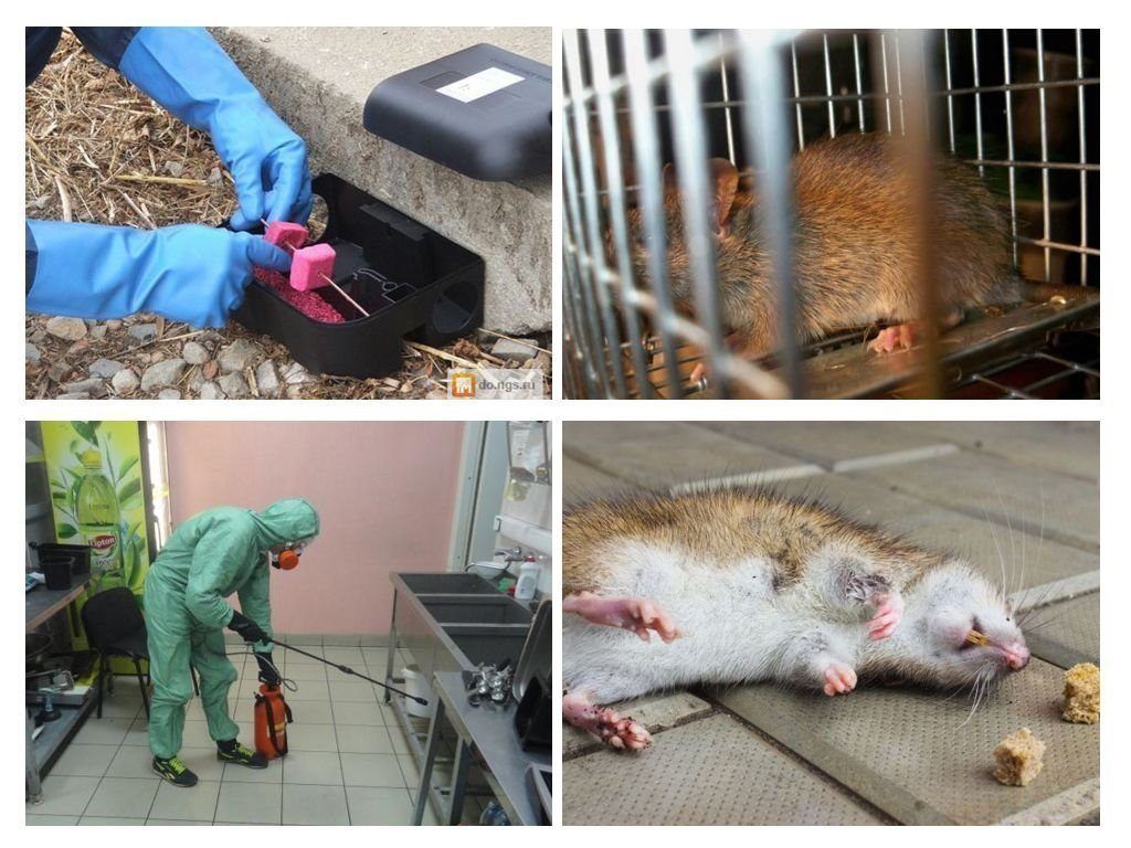 Дератизация от грызунов от крыс и мышей в Нефтекамске
