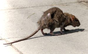 Фирма по уничтожению грызунов, крыс и мышей в Нефтекамске