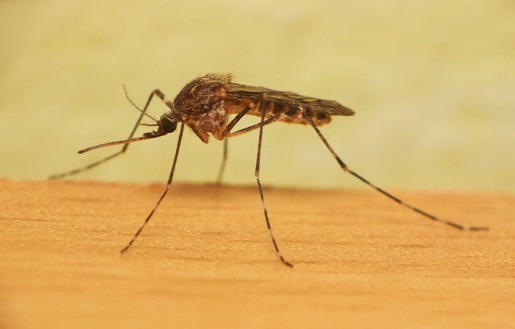 Уничтожение комаров в Нефтекамске