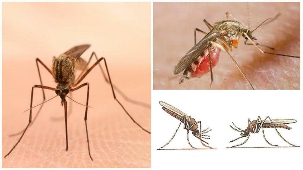 Уничтожение комаров в Нефтекамске