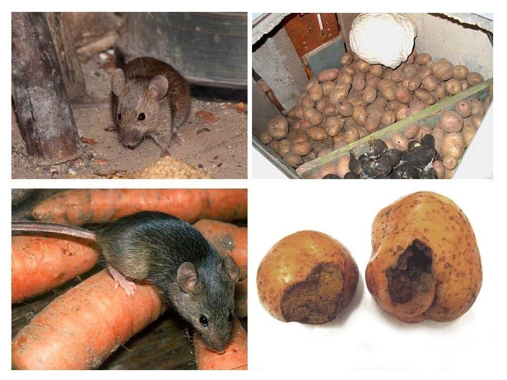 Обработка от грызунов крыс и мышей в Нефтекамске