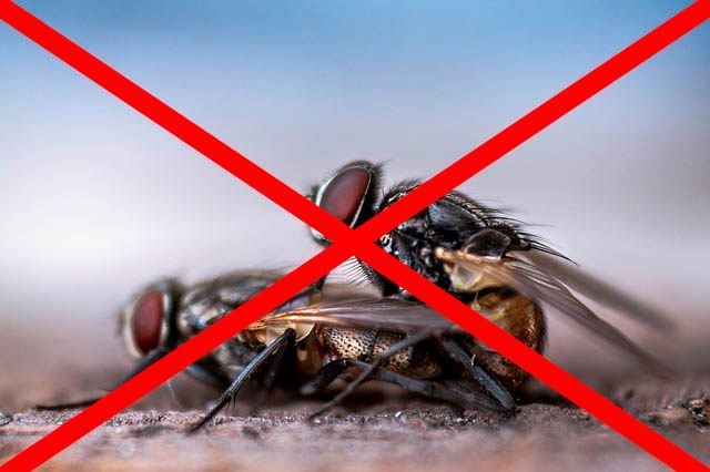 Профессиональное уничтожение мух в Нефтекамске с гарантией