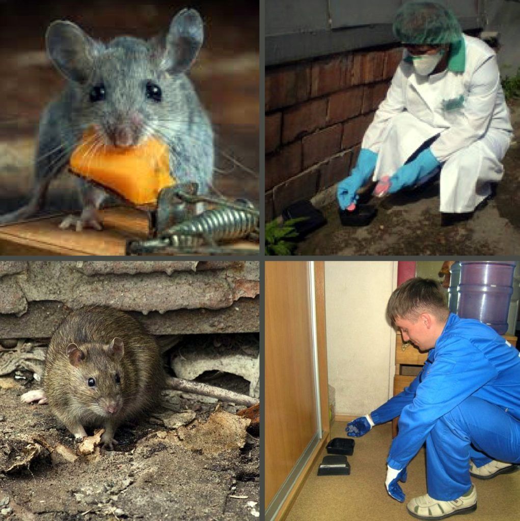 Дезинфекция от грызунов, крыс и мышей в Нефтекамске