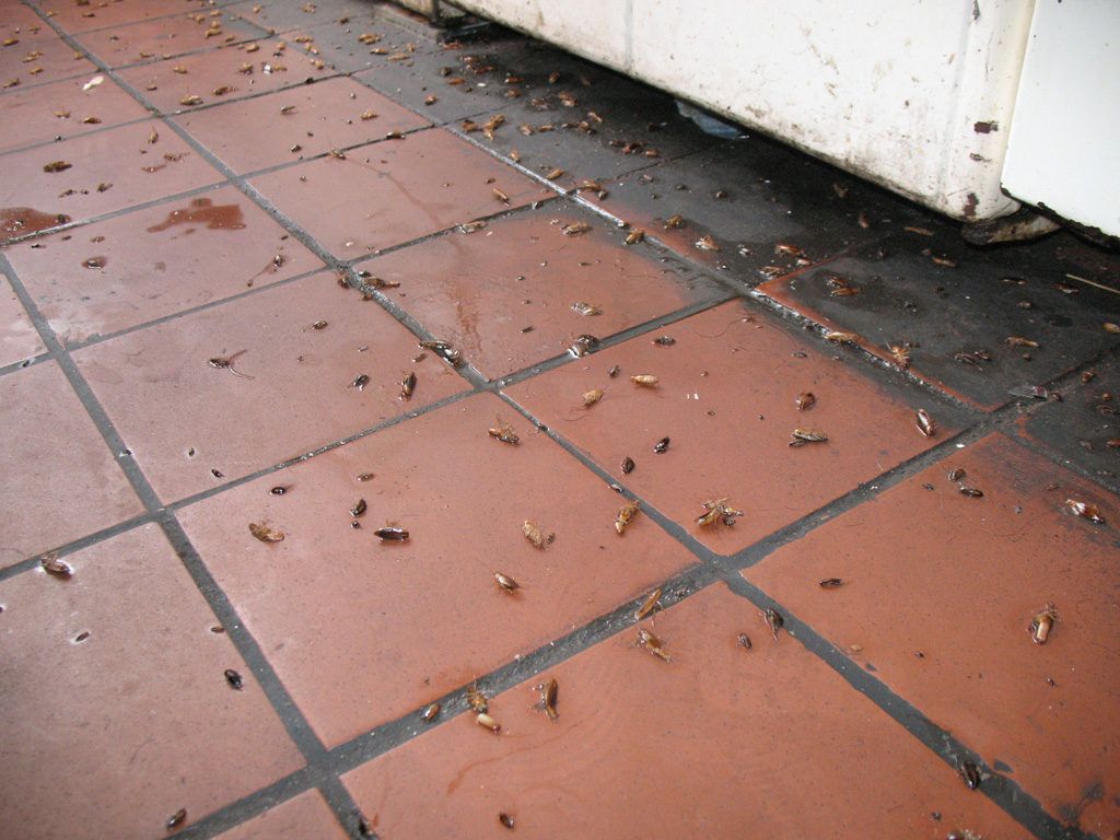 Уничтожение тараканов в квартире в Нефтекамске 