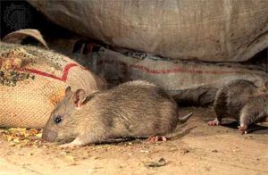 Дератизация от грызунов от крыс и мышей в Нефтекамске