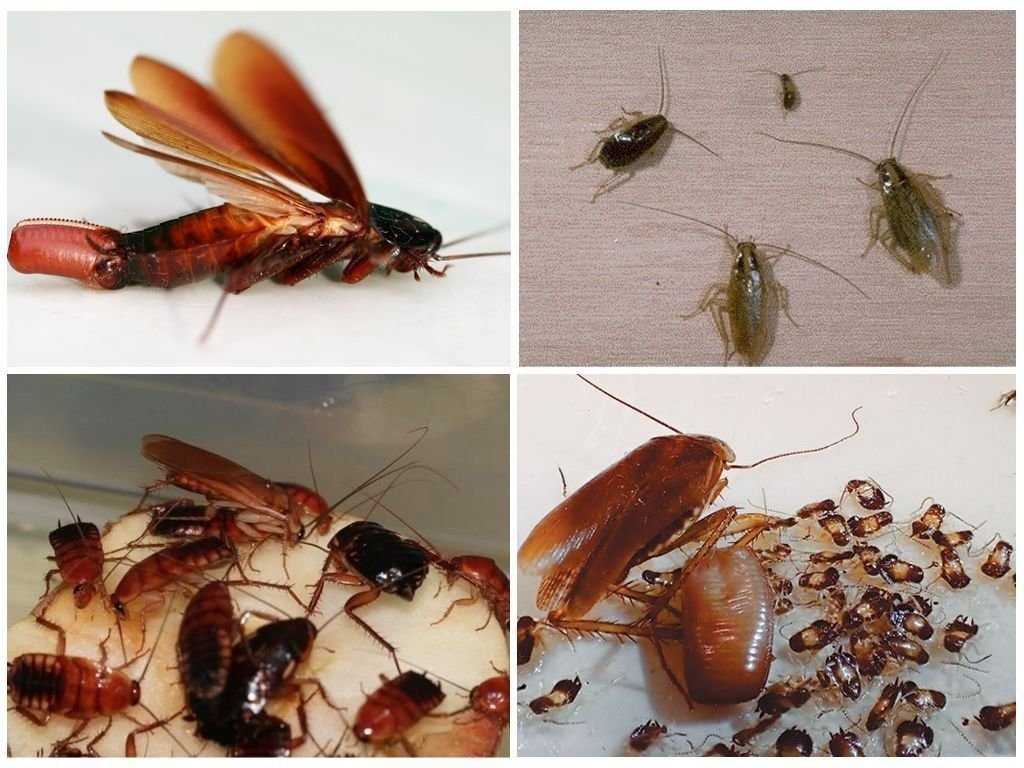 Уничтожение тараканов в квартире в Нефтекамске 