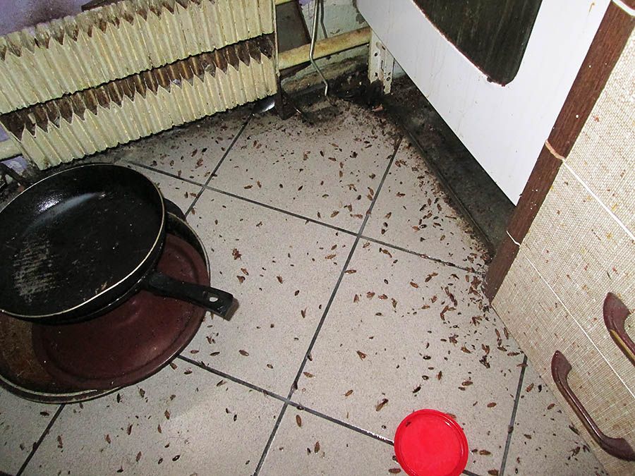 Санэпидемстанция от тараканов в Нефтекамске, вызвать, цены
